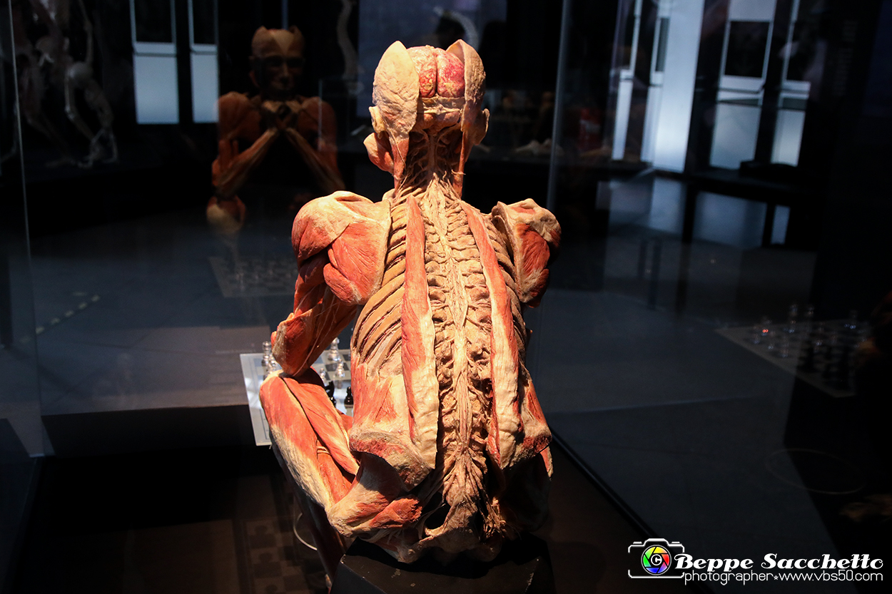 VBS_3043 - Mostra Body Worlds.jpg